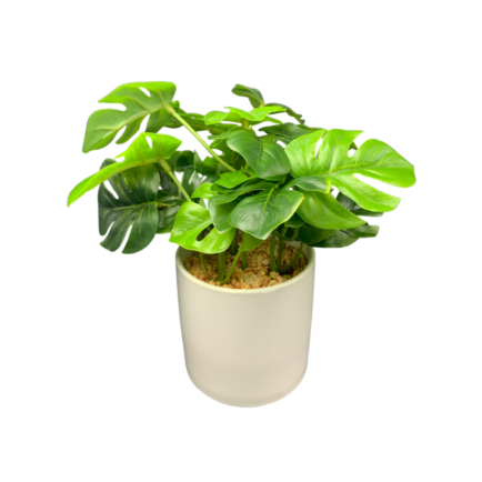 Potted Plant with White Pot