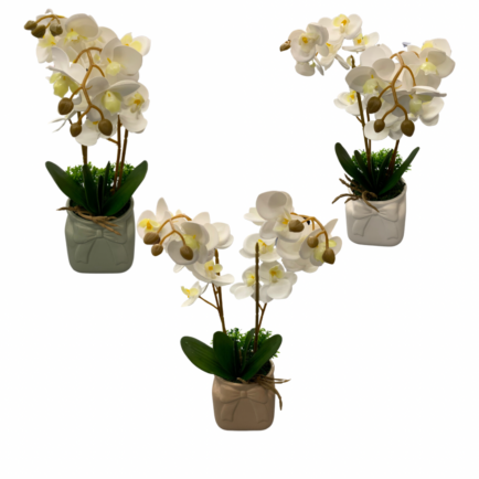 ORCHID IN CERAMIC POT